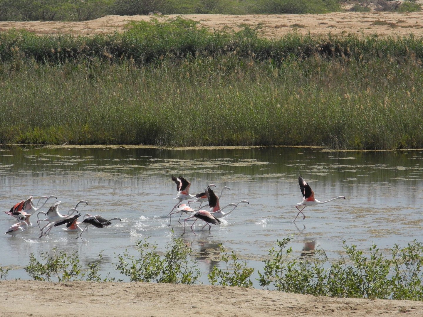 Salalah 2014 صلالة